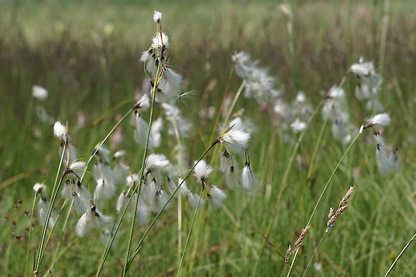 Linaigrette (Daniel Wirz)