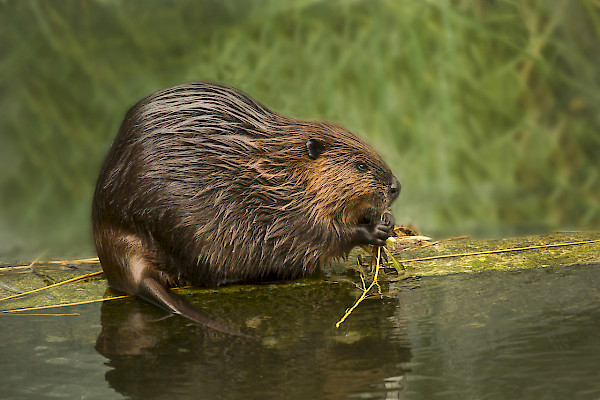 Castor ©Shutterstock Elena Podolnaya
