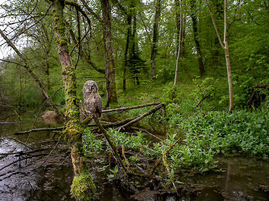 Chouette hulotte, Lac aux castors, Marthalen ZH, ©Markus Bühler