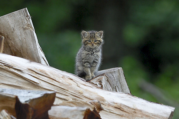 Chat sauvage ©Fabrice Cahez