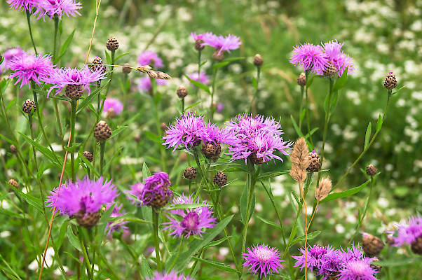 Centaurée jacée ©shutterstock, S. Marcos