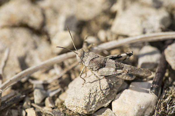 Criquet à ailes bleues ©Florin Rutschmann